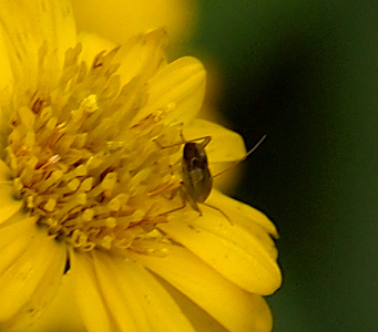 [The tiny insect is walking amid the stamen of an all yellow flower. The aphid faces away from the camera, but its long antenna are visible. The body and legs are a light brown. The legs are very skinny in comparison to the thick oval of the body.]